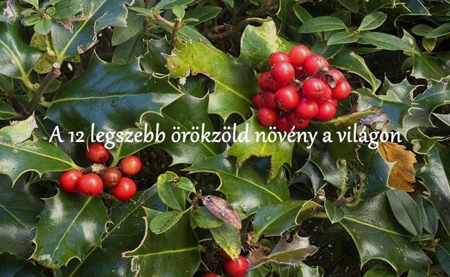 A 12 legszebb örökzöld növény a világon