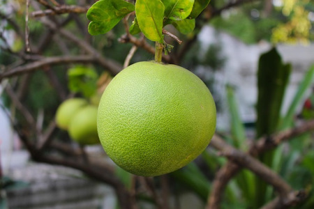 a_pomelo_gyumolcs.jpg