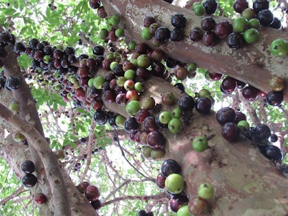 egzotikus_gyumolcsok_jaboticaba.jpg