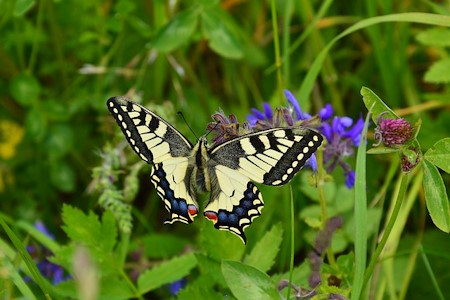 fecskefarku_lepke_papilio_machaon.jpg