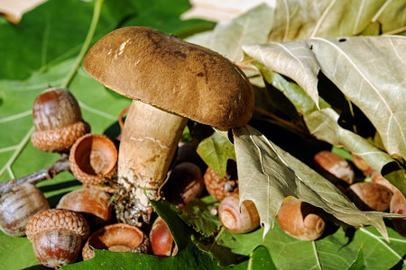 finom_gombafelek_nyari_varganya_boletus_reticulatus.jpg