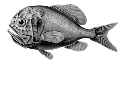 hoplostethus_atlanticus_leghosszabb_eletu_allatok.jpg