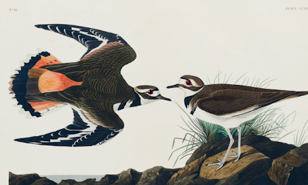 john_james_audubon_birds_of_america_amerika_madarai.jpg