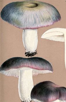 kekhatu_galambgomba_russula_cyanoxantha.jpg