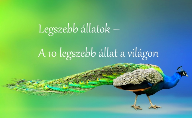 Legszebb állatok – A 10 legszebb állat a világon