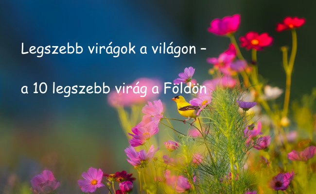 legszebb_viragok_a_vilagon_a_10_legszebb_virag_a_foldon.jpg