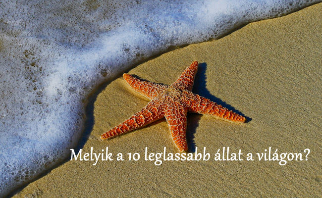 melyik_a_10_leglassabb_allat_a_vilagon.jpg