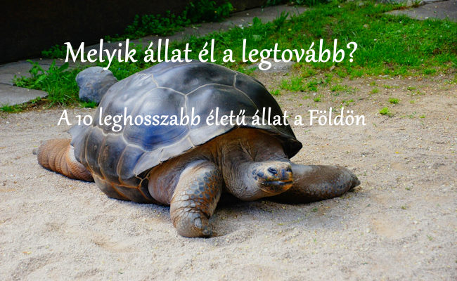 Melyik állat él a legtovább? A 10 leghosszabb életű állat