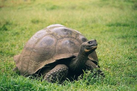 melyik_allat_el_a_legtovabb_galapagosi_oriasteknos.jpg