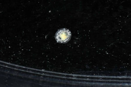 melyik_allat_el_a_legtovabb_turritopsis_dohrnii_meduza.jpg