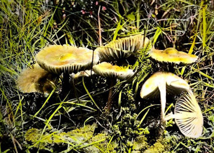 mezei_szegfugomba_marasmius_oreades.jpg