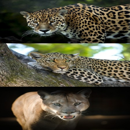 ragadozo_nagymacskak_jaguar_leopard_puma.jpg