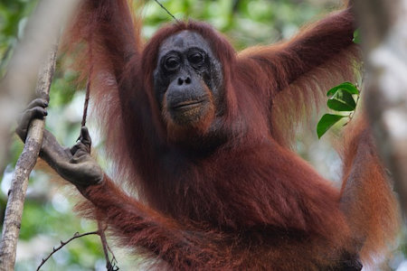 top_10_legintelligensebb_allat_orangutan.jpg