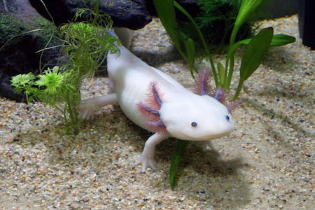 vicces_kulseju_allatok_axolotl_fajtak.jpg