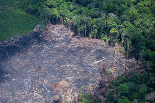 Hat másodpercenként tűnt el egy focipályányi érintetlen őserdő tavaly a Földön