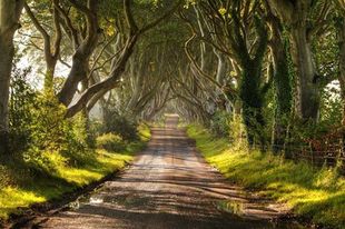 A Sötét erdő Észak-Írországban