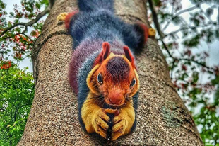 Színpompás mókus ugrál az ágakon az indiai erdők mélyén