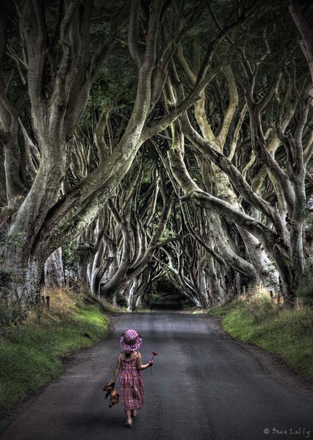 dark-hedges-4.jpg