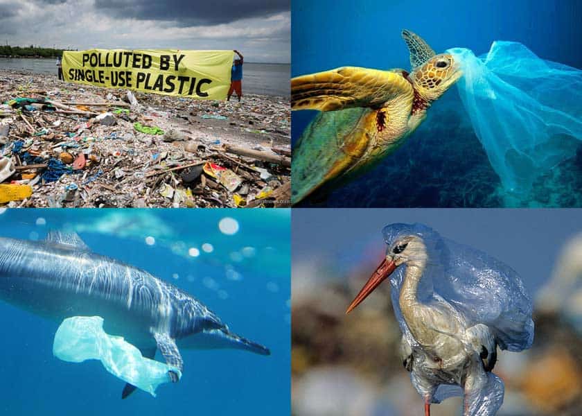 single-use-plastic-bag-pollution-waste-environment-animals.jpg