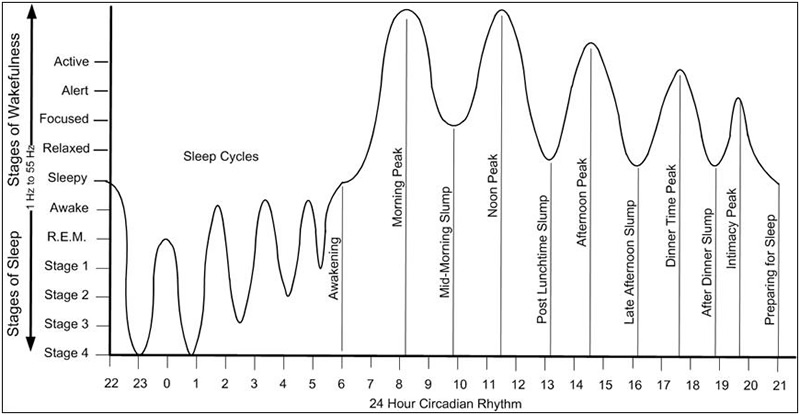 circadium-rhythm-sleep-stages-grapic1.jpg