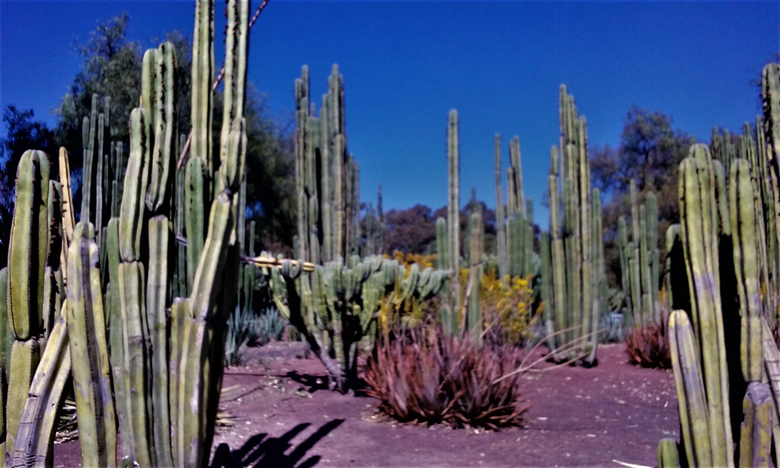 10_kaktuszok_teotihuacan.jpg