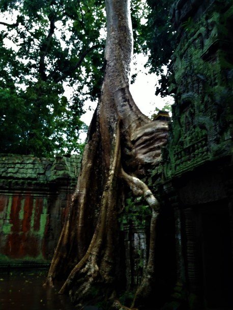 35_ta_prohm_angkor.jpg