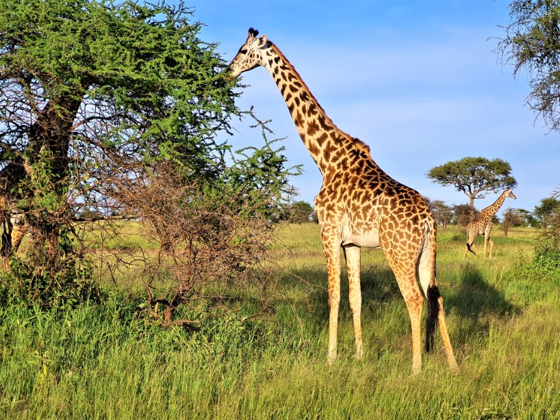 22_zsiraf_ngorongoro_park.jpg