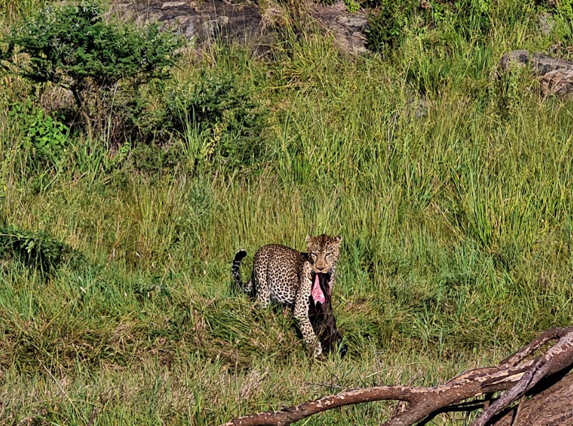 24_leopard_szerengeti_park.jpg