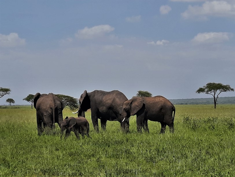 27_elefantok_tarangire_park.jpg