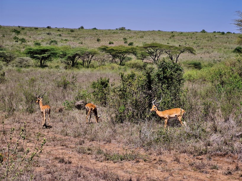 38_gazellak_nairobi_nemzeti_park.jpg