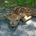 Bambi pörkölt hatósági engedéllyel