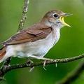 Miért hajnalban énekelnek leghangosabban a madarak?