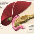 Az anyagcsere központi szerve, a máj