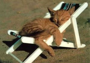 relaxingcat.jpg