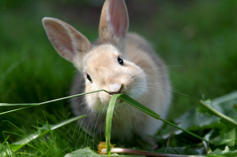 metall-hase_canvas800.jpg