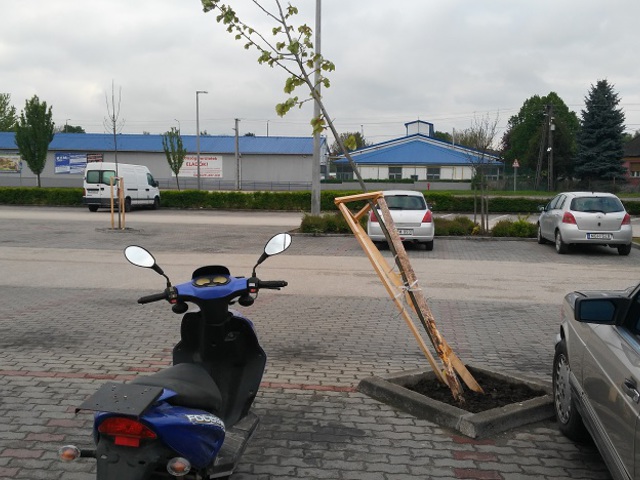 Bicske. TESCO-parkoló. Fa. Múlt idő.