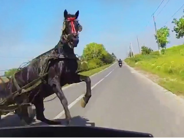 Elszabadult lovas fogat Csákváron!