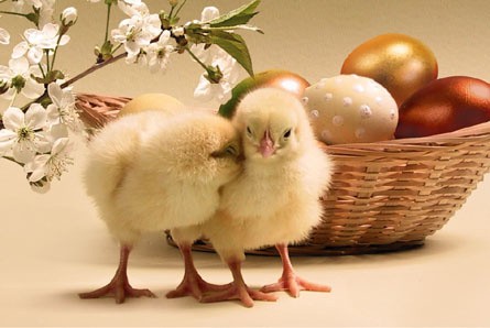 easter-easter-holiday-eastern-holidays-coole-pics-album2_large.jpg