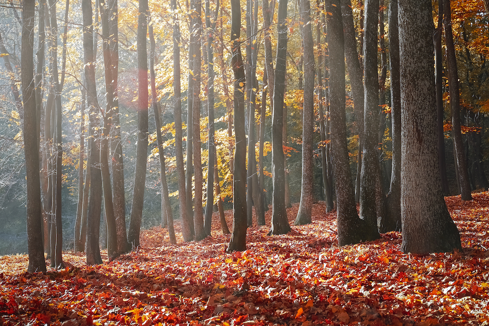 canva_landscape_photography_of_forest_during_autumn_season.jpg