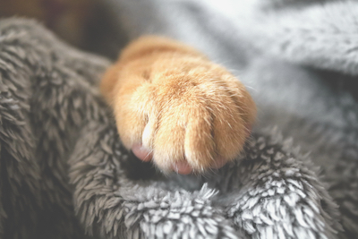 canva_selective_photo_of_brown_pet_paw.jpg