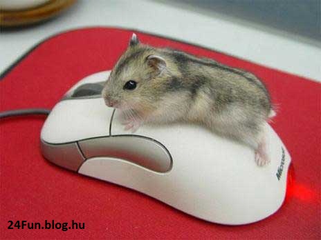 Funny pictures of mouse.jpg