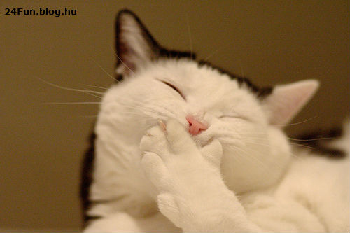 Funny-Cat-Picture-331.jpg