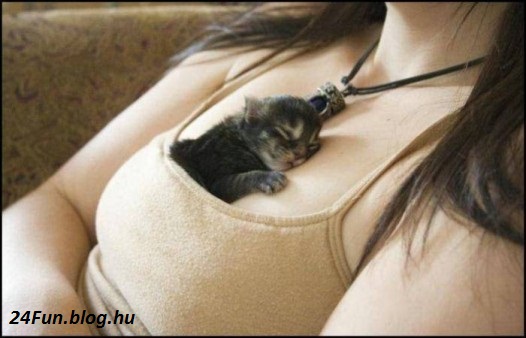funny-kitten6-526x338-custom.jpg