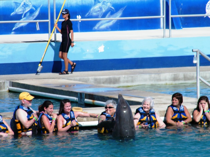delfin.jpg