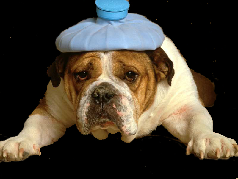 bulldog-with-headache-cleaned-up.jpg