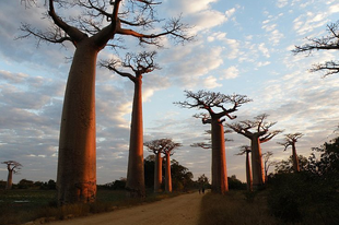 A majomkenyérfa vagy afrikai baobabfa.