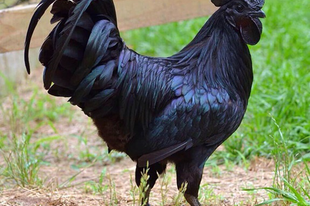 Ayam Cemani, fekete tyúkfaj.