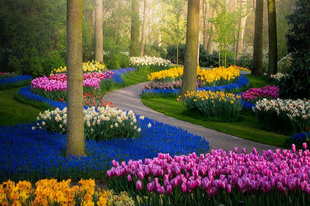 A Keukenhof a világ legnagyobb virágoskertje.