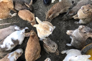 Okunoshima a Nyulak szigete