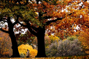 Ősz a Central Parkban